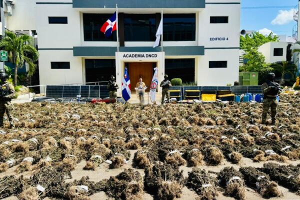DNCD interviene en San José de Ocoa otra gran siembra de marihuana que supera las 15,000 plantas