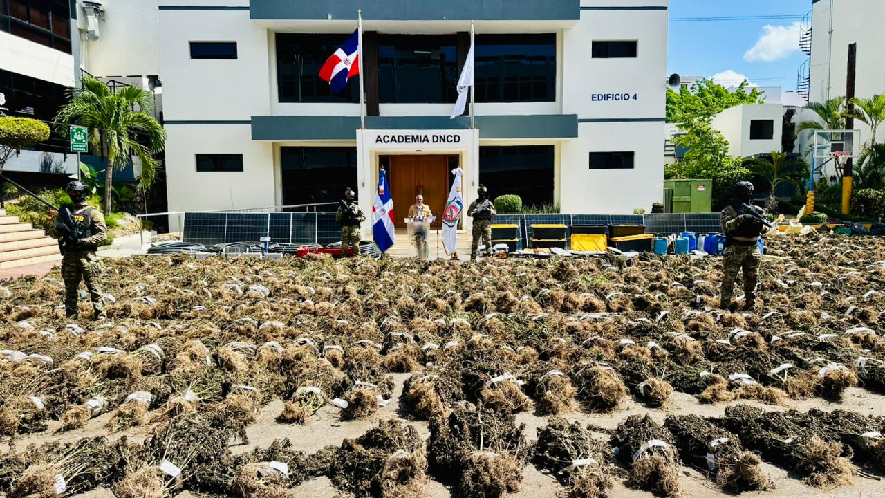 DNCD interviene en San José de Ocoa otra gran siembra de marihuana que supera las 15,000 plantas