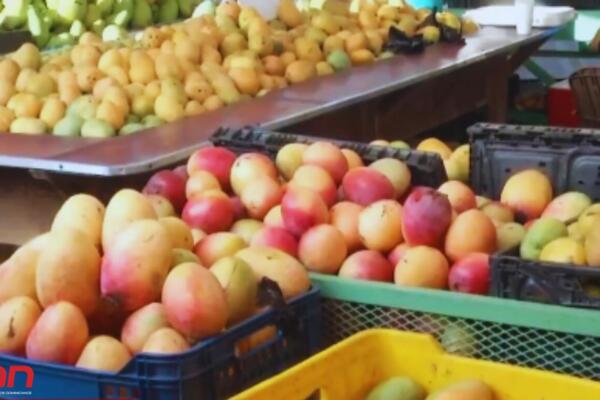 Variedades de mango son exhibidas y comercializadas durante la Feria del Mango 2026 en Baní. Foto: CDN Digital