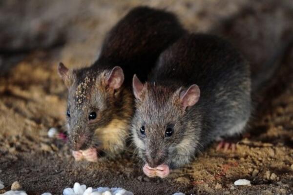Las ratas que sobreviven a los pesticidas: cómo evolucionan las plagas urbanas en Nueva York