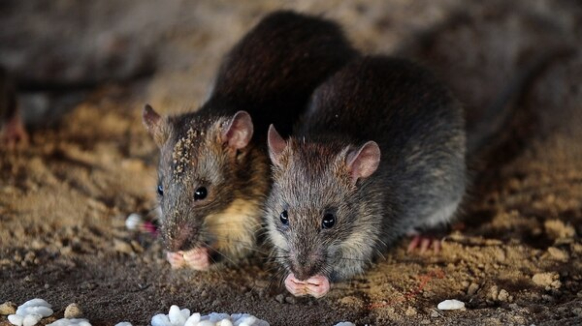 Las ratas que sobreviven a los pesticidas: cómo evolucionan las plagas urbanas en Nueva York