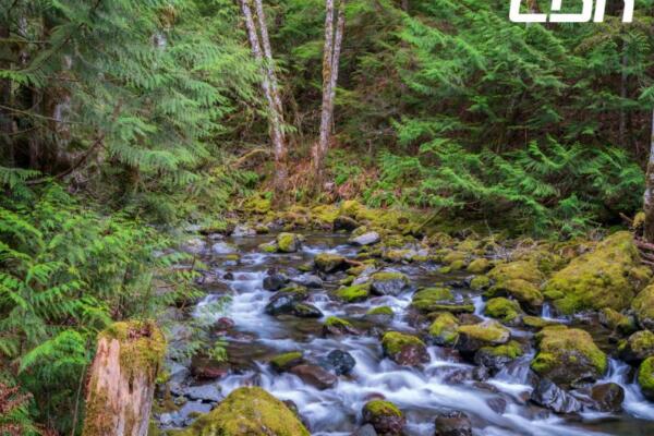 Unesco designa 14 nuevas reservas de biosfera para fortalecer la conservación ambiental. FOTO REFERENCIA- FUENTE EXTERNA