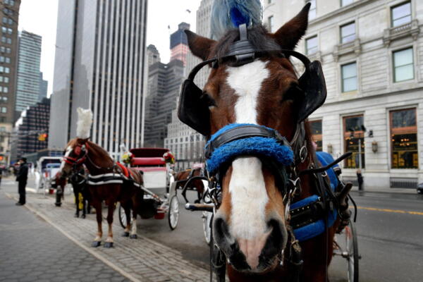 Fotografía de archivo de un grupo de carruajes tirados por caballos, cerca del Parque Central, en Nueva York (EE.UU). EFE/Jutin Lane