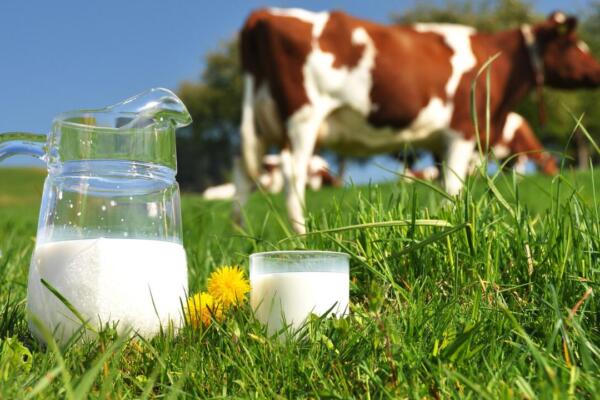La leche de vaca sigue siendo la más consumida a nivel mundial, aunque existen variedades procedentes de cabra, oveja y vegetales. / Foto: externa