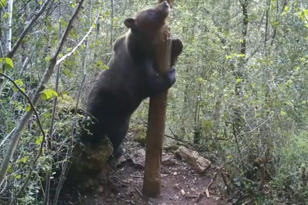 Un oso se sube a una roca para hacer una señal por encima de lo que le permitiría su tamaño. Fotografía facilitada por el MNCN.