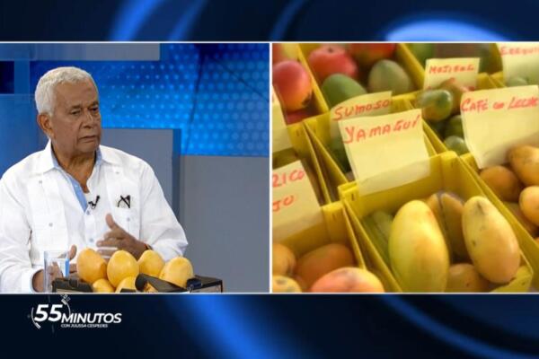 Clúster del Mango confía en reanudar exportaciones a Estados Unidos antes de la próxima cosecha
