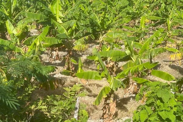 Sequía y presunto acaparamiento de agua amenazan cultivos en Barahona.