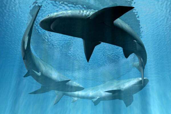 sharks