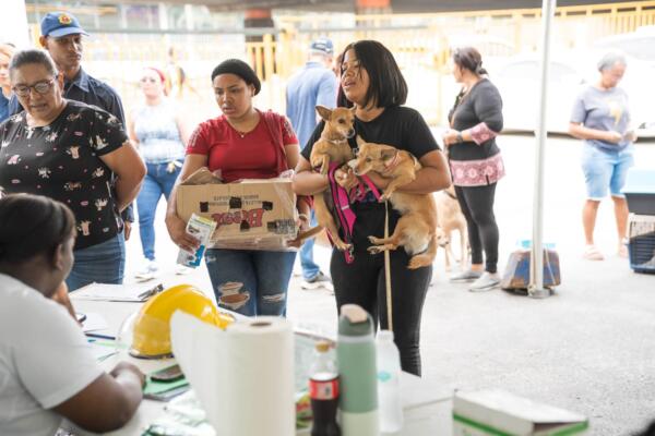 Alcaldía del Distrito Nacional esteriliza 100 perros y gatos durante jornada este fin de semana. Foto: Fuente externa 