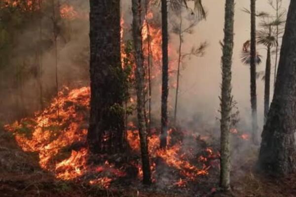 Este es el segundo incendio forestal registrado entre junio y lo que va de julio en la Sierra de Bahoruco. 