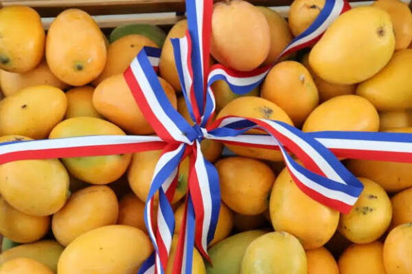 Pérdidas por veda a exportaciones de mangos a EE.UU. superan los RD$90 millones