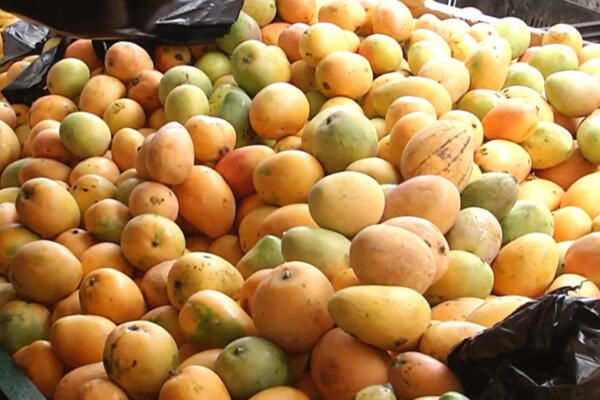 PLD atribuye al abandono del campo causa de veda a exportaciones de mango hacia EE. UU.