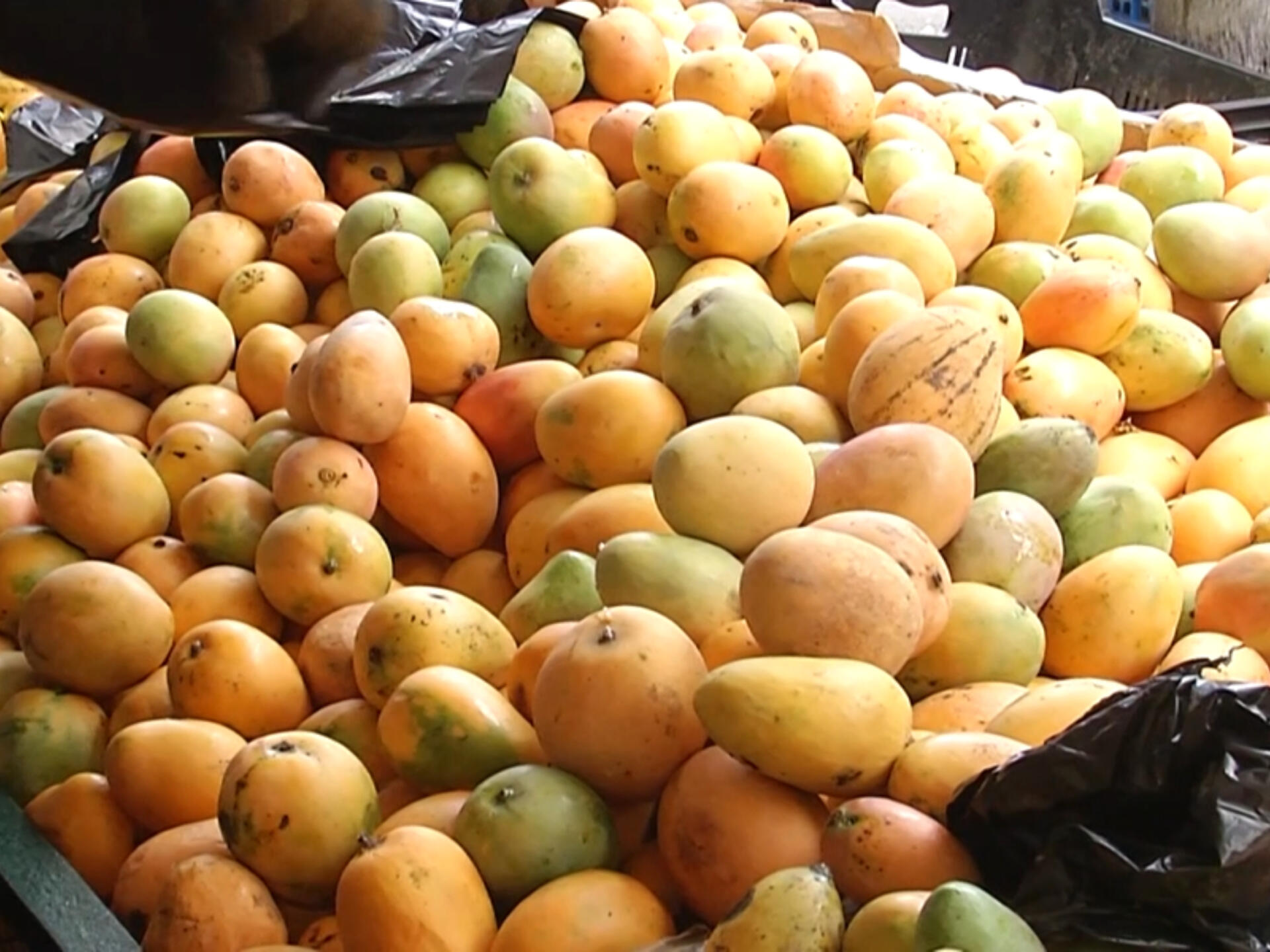 PLD atribuye al abandono del campo causa de veda a exportaciones de mango hacia EE. UU.