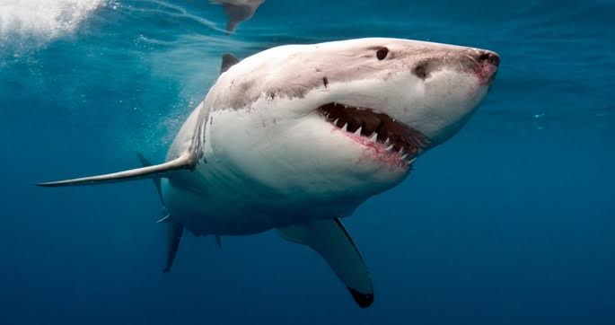 Para esta época del año los tiburones comienzan a llegar a las áreas frecuentadas por humanos.