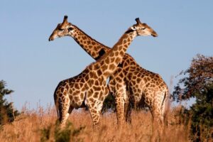 Fósil aclara el oculto origen del largo cuello de las jirafas