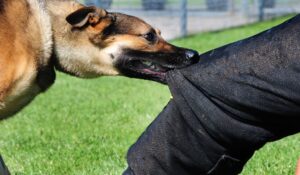 Veterinarios denuncian brotes de rabia; ataques caninos y felinos a humanos