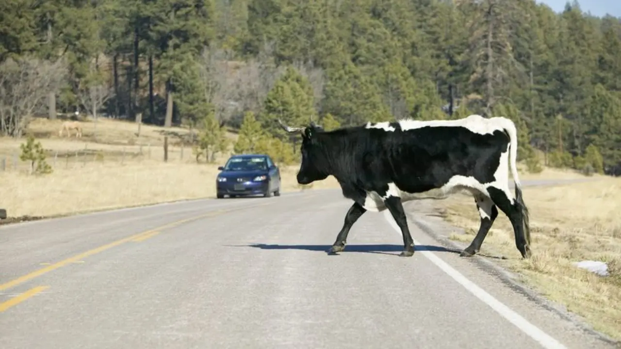 Muere raso del ERD tras chocar motocicleta con una vaca