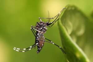 Los  mayores incidencia del virus corresponden a  Santiago, Hato Mayor del Rey, Santo Domingo Norte,  Santo Domingo Este,  San Cristóbal  y Santo Domingo de Guzmán .