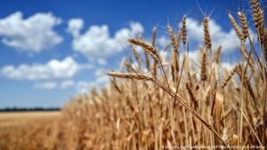 Ucrania informa partieron de tres buques con 58.000 toneladas de grano