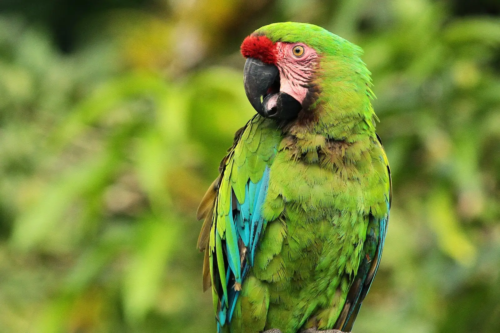 Guacamayo