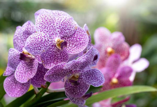 RD cuenta con 268 especies de orquídeas - Periódico elCaribe