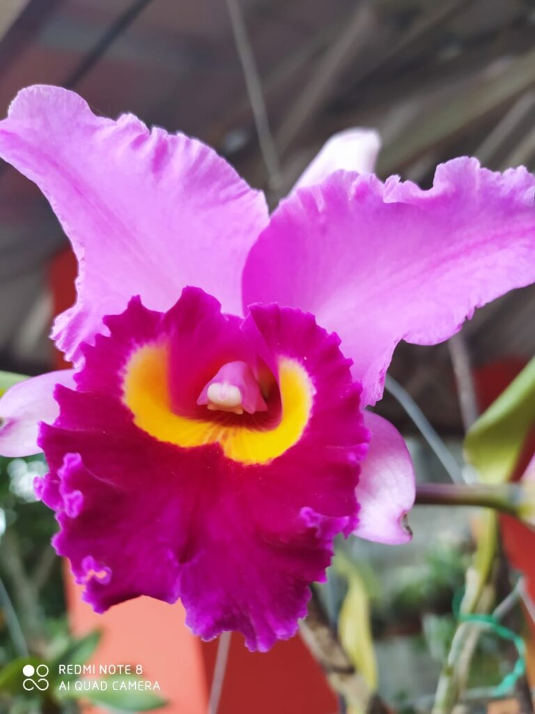 Cattleya, una orquidea proveniente de Suramérica, principalmente de Colombia