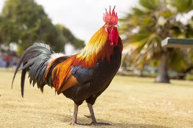Apresan hombre por robar más de 100 gallos de pelea en SFM