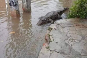 Cocodrilo suelto aterrorizó a Cenoví en medio del desastre de Fiona