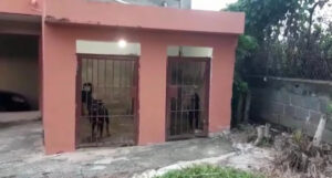 Rottweiler ataca adolescente en patio de iglesia en Villa Mella