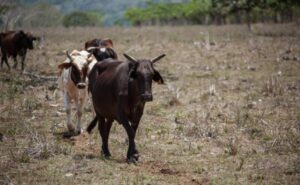 Cuatreros azotan a ganaderos de El Seibo