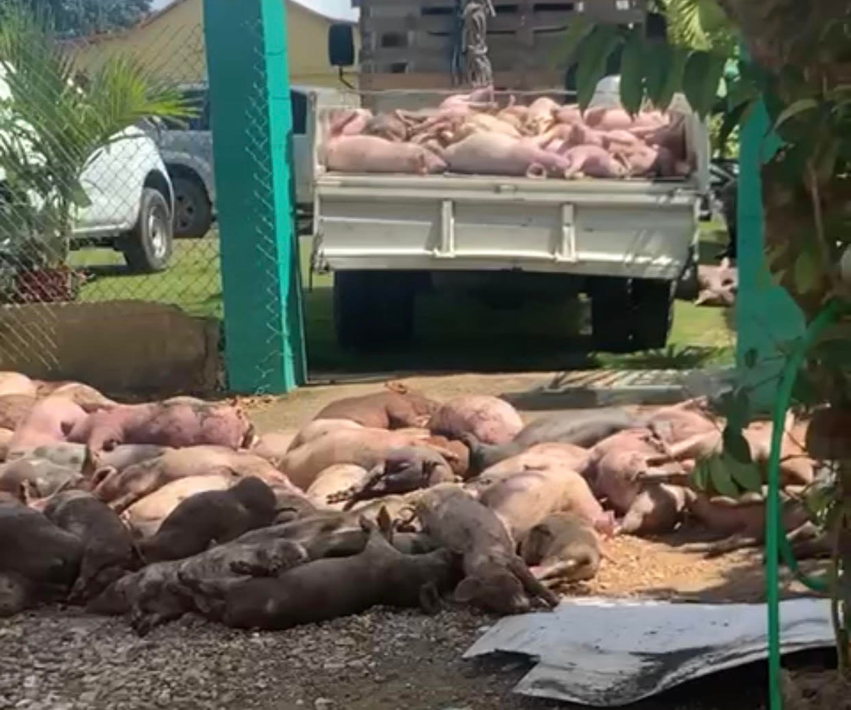 Acusan a técnicos de Agricultura de robar casi 300 cerdos