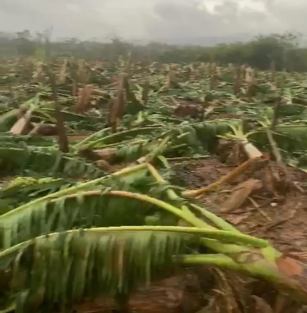 Vientos de Fiona afectan plantaciones en Hato Mayor