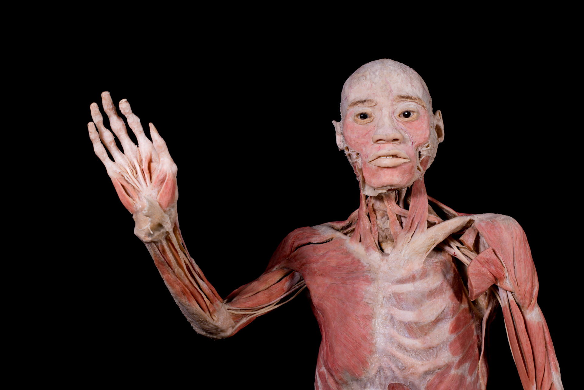 “BODIES: Cuerpos humanos reales”, gran éxito con miles de visitas en primeras semanas en RD
