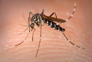 Una persona contrae dengue con la picadura del mosquito Aedes aegypti. fuente externa