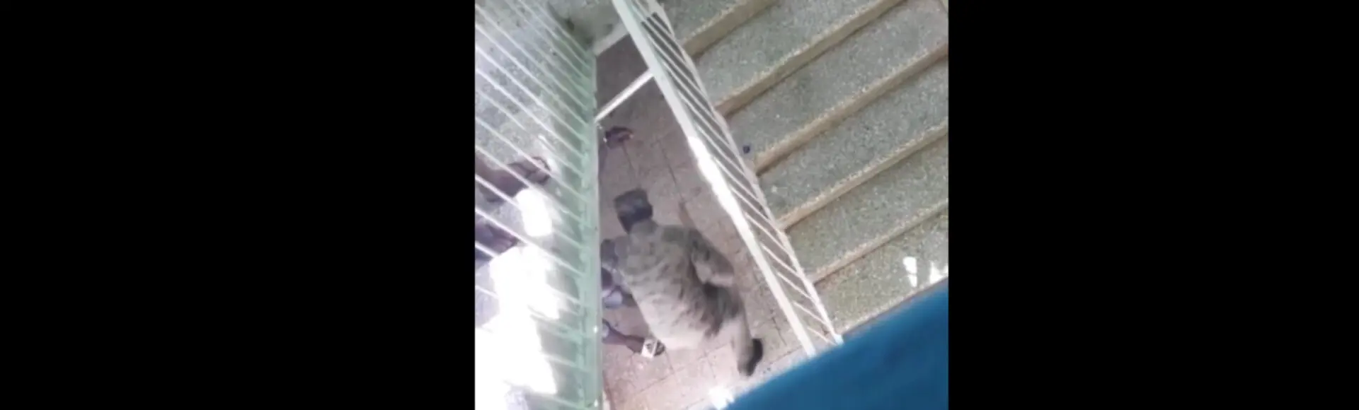 Supuesto capitán en Samaná le propina una golpiza a un preso