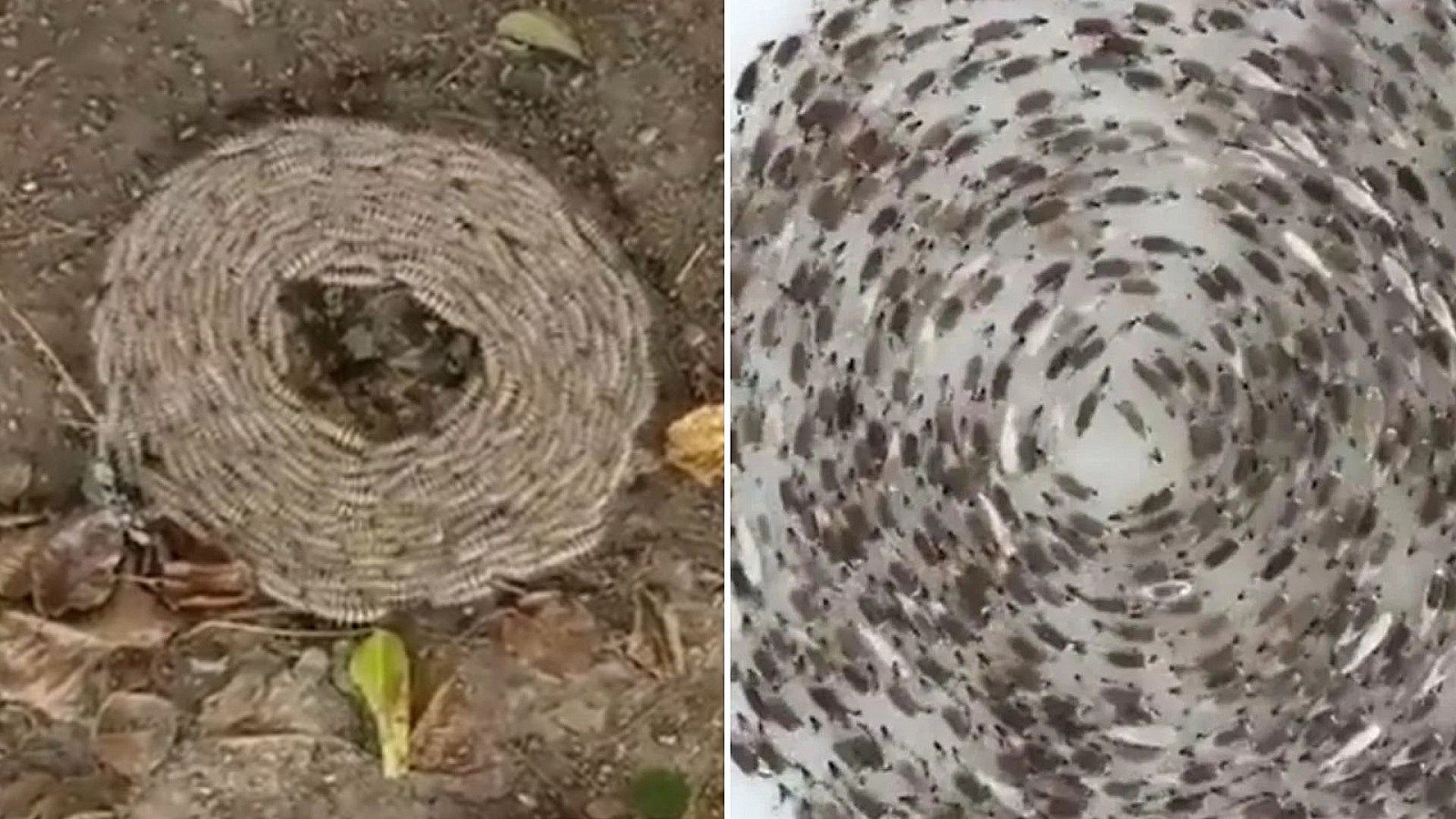 Primero ovejas, después orugas: ¿qué es eso de animales en círculos?