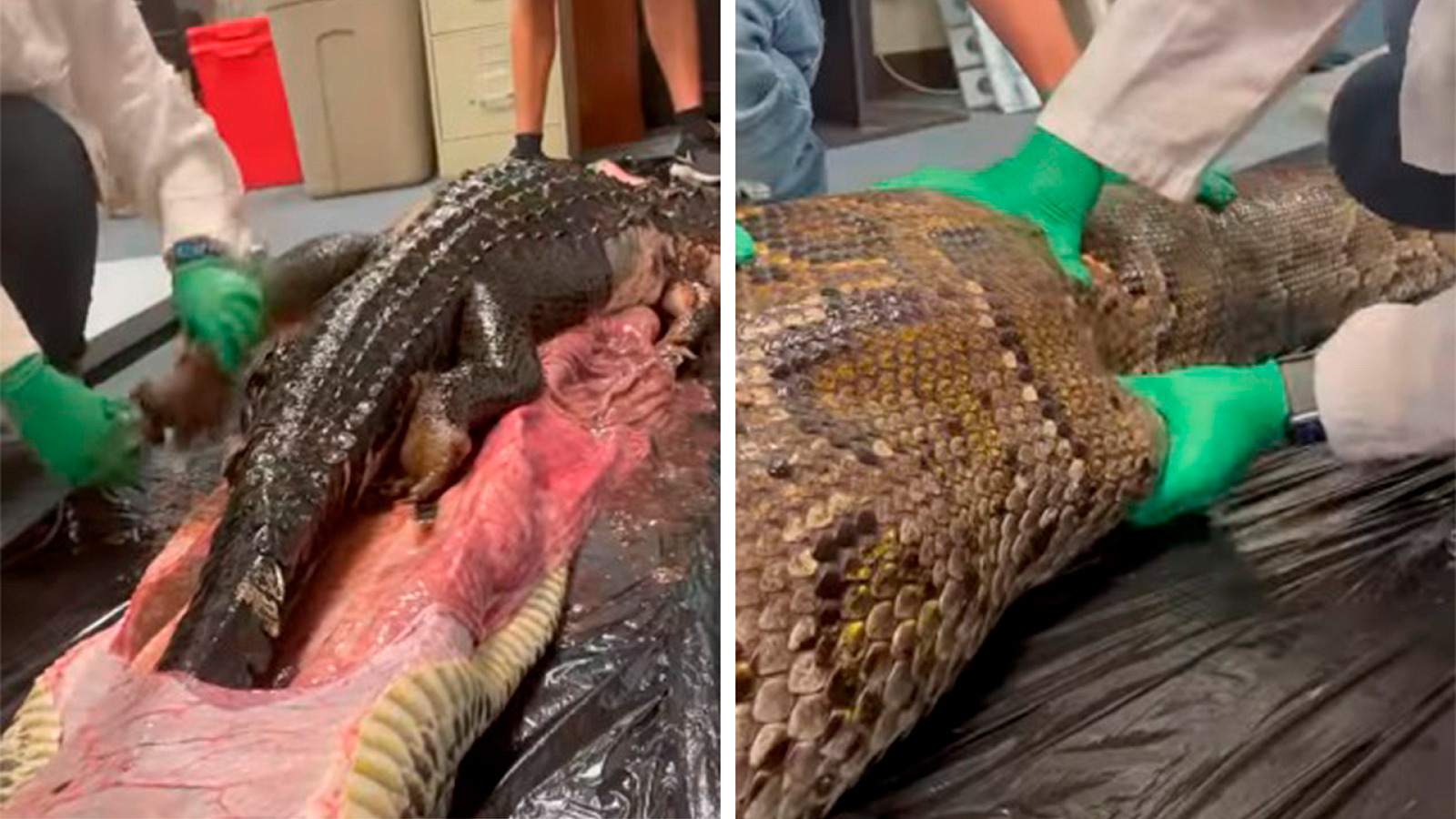 Sacan caimán de 5 pies del estómago de enorme serpiente en Florida