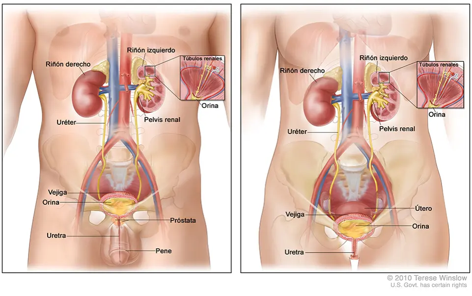 ¿Pueden las mujeres tener cáncer de próstata?