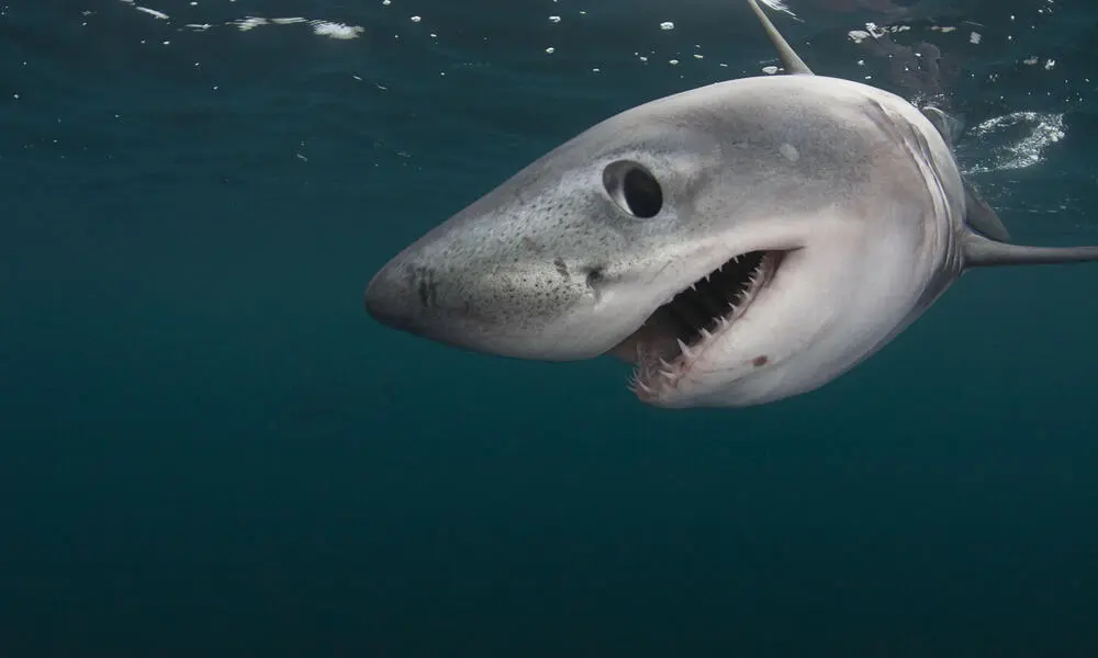 Tibu Rones Ya empiezan a aparecer tiburones en el área de NY