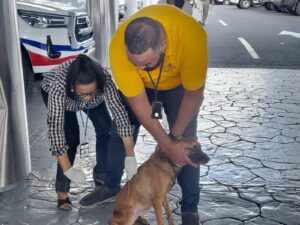 Vacunación a un perro de la calle. Fuente Externa