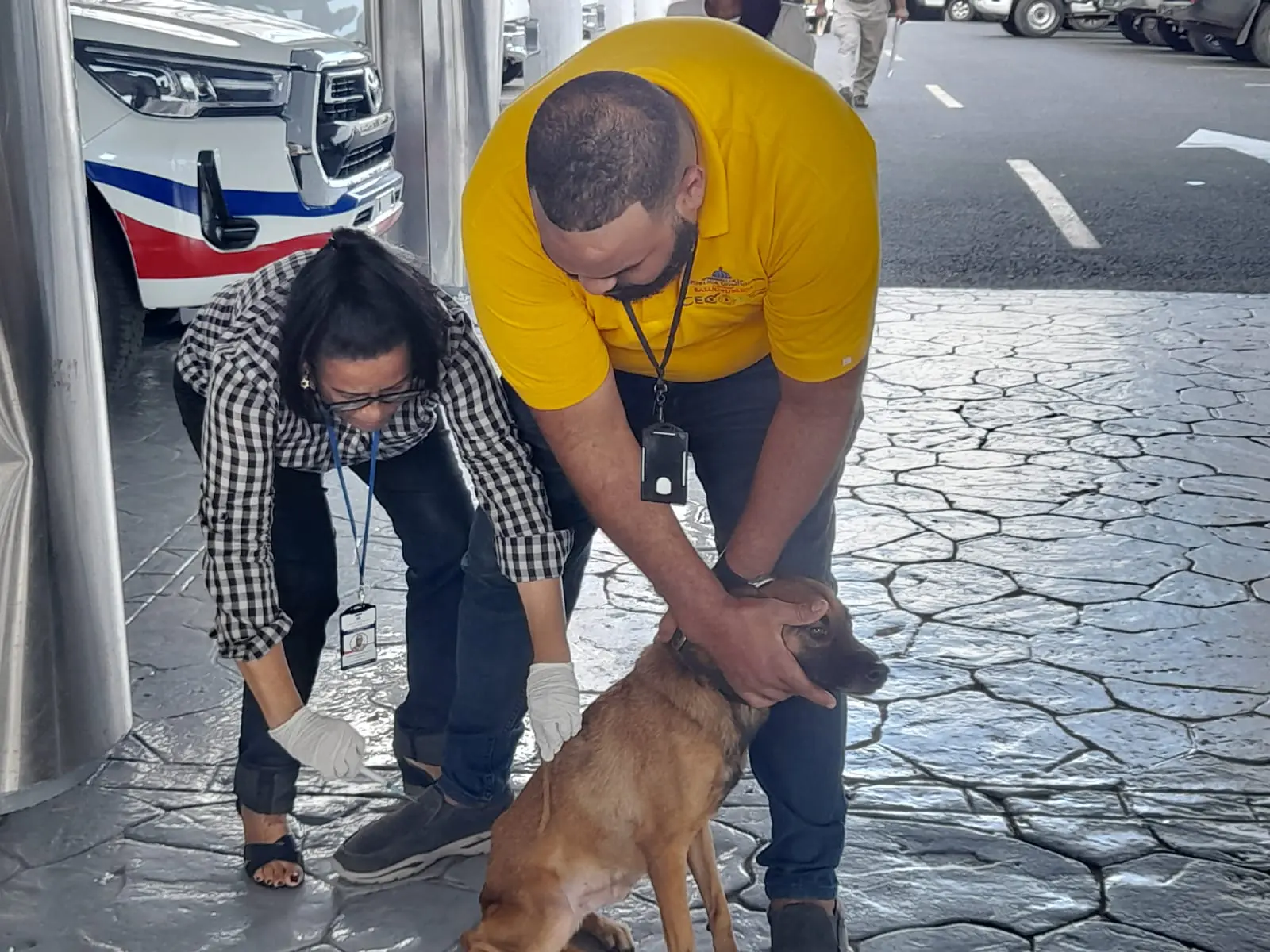Vacunación a un perro de la calle. Fuente Externa