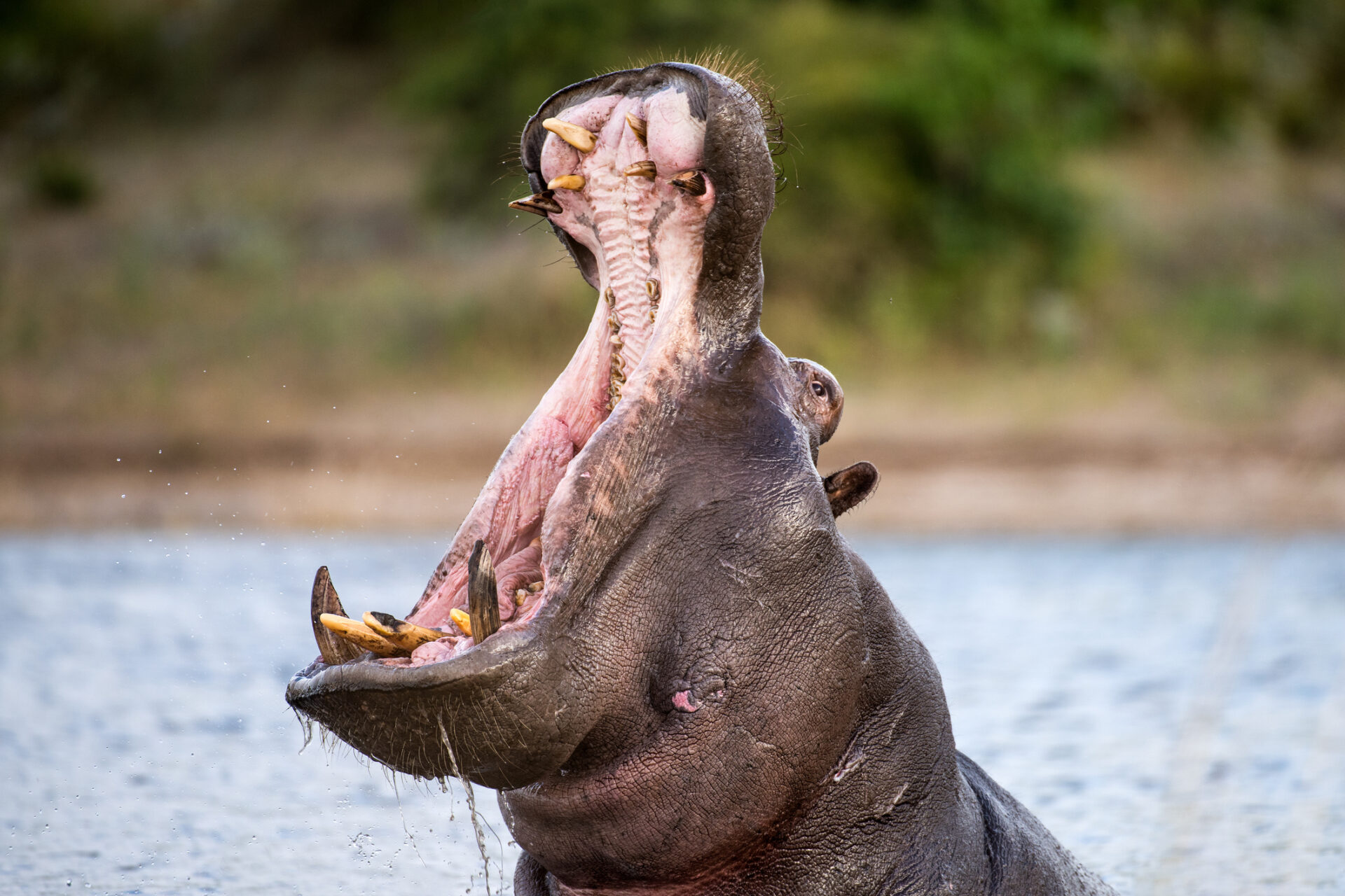 Hipopótamo se tragó a niño de dos años y lo escupió; el nene quedó vivo