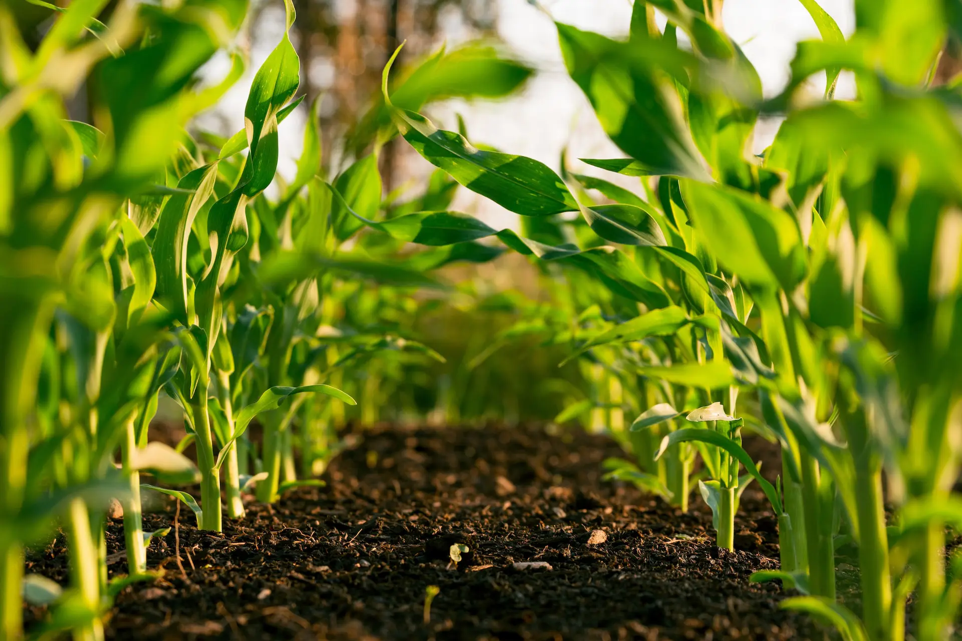 La alimentación mundial, en riesgo por la caída de los nutrientes del suelo