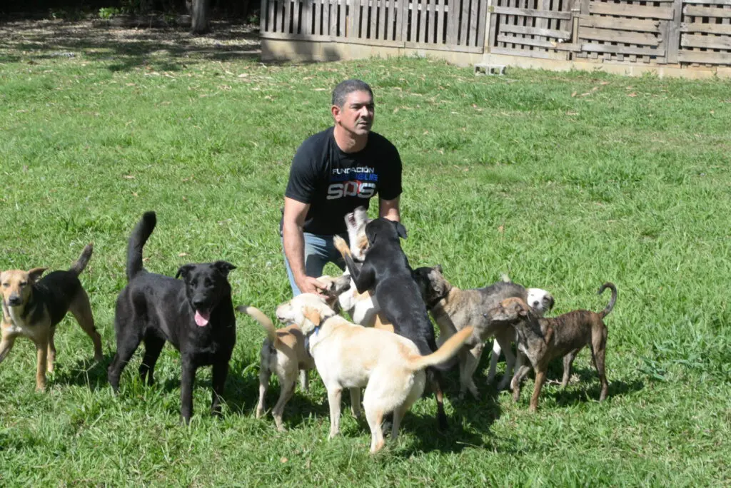 El amor de los perros por Darío.