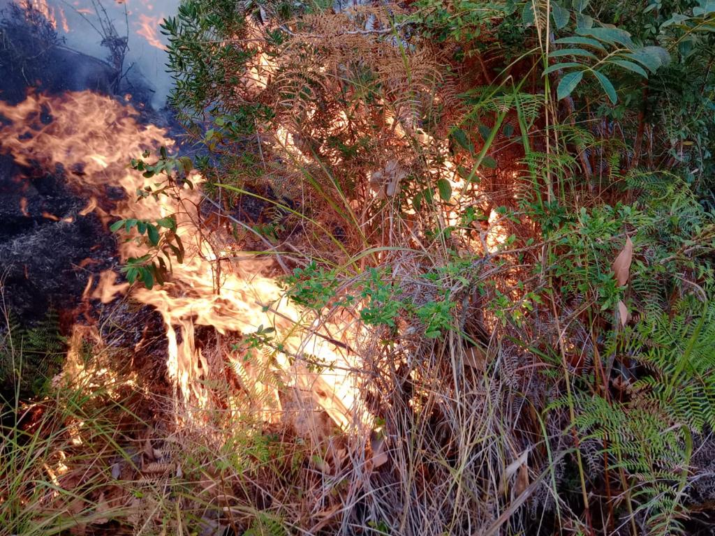 Integran al Ejército para extinguir incendio forestal en montaña en Dajabón