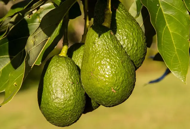 Productores de aguacate denuncian falta de apoyo del gobierno