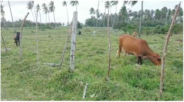 Denuncian robo de 281 vacas y pérdidas por RD$10 millones en Nagua