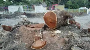 Fundación denuncia tala de árbol centenario en Tamboril