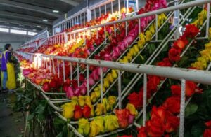 La llegada de toneladas de flores a Miami anuncia ya San Valentín