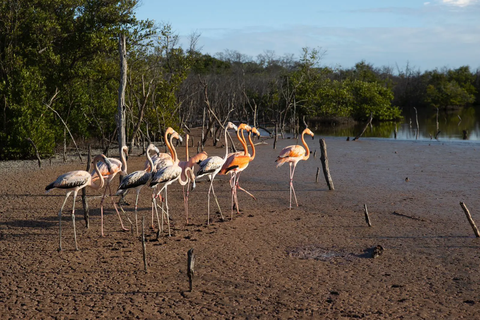 Rescatan flamencos y los liberan en el parque natural de Montecristi
